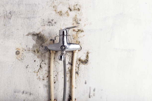 Best Kitchen Mold Remediation in Forestde, AL