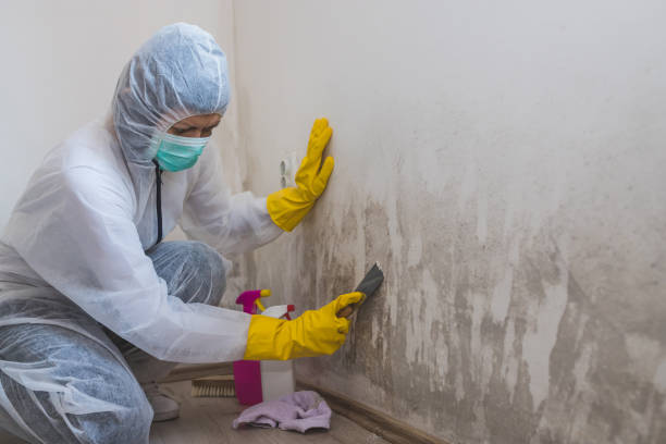 Best Emergency Mold Remediation in Forestde, AL