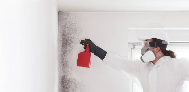 Best White Mold Remediation in Forestde, AL