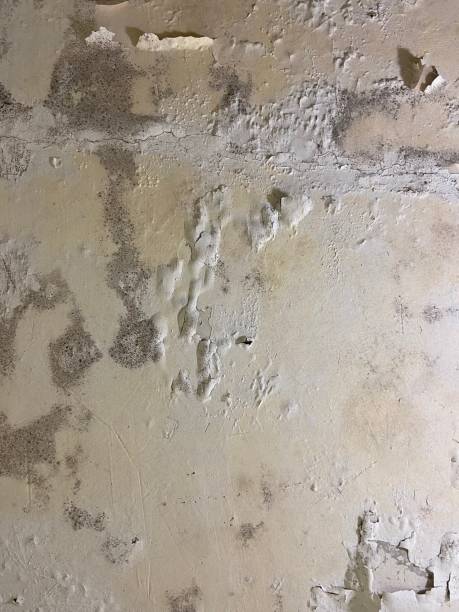 Best Basement Mold Remediation in Forestde, AL