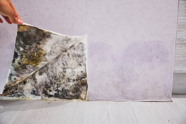 Best Residential Mold Remediation in Forestde, AL
